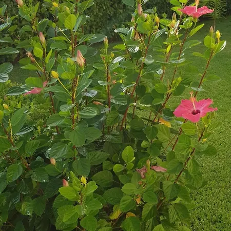 'roberta By Interhome Apartment Capo Vaticano