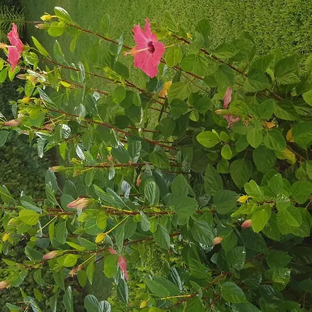 'roberta By Interhome