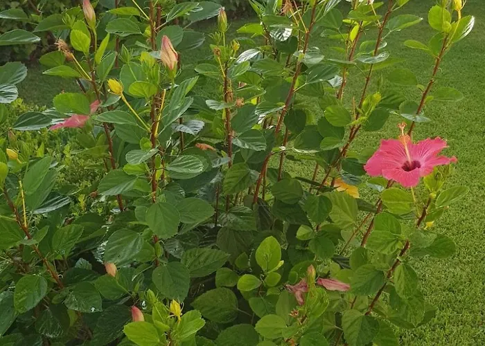 'roberta By Interhome Apartman Capo Vaticano