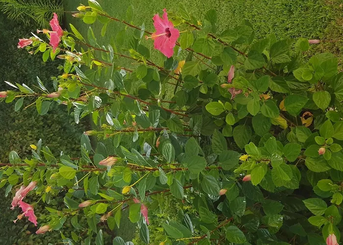 'roberta By Interhome